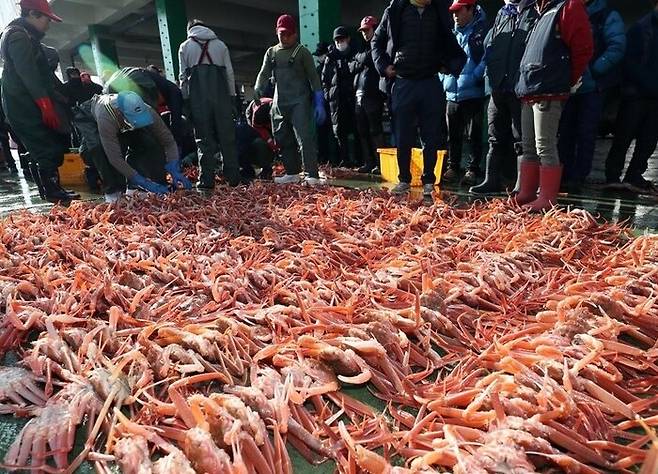 지구온난화로 인한 수온 상승 여파로 태평양 지역 어장이 빠르게 북상할 수 있다는 연구 결과가 나왔다. 사진은 포항 구룡포수협위판장의 대게 경매 모습. 연합뉴스