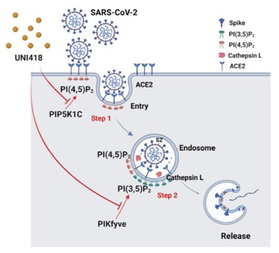 UNI418이 세포내의 PIP5K1C와 PIKfyve를 저해하여 코로나바이러스 감염을 차단함.[UNIST 제공]