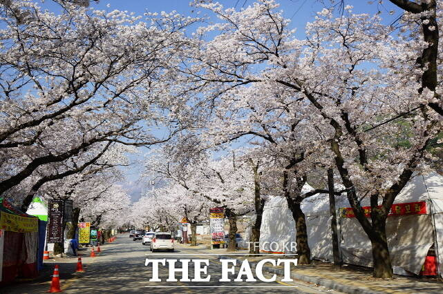 공주 동학사 벚나무 가로수 전경. /공주시