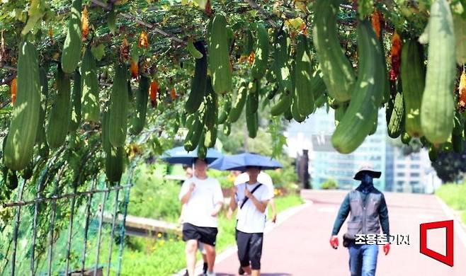 폭염이 연일 기승을 부리고 있지만 가을을 알리는 절기 '입추'가 하루 앞으로 다가온 6일 서울 마포구 하늘공원을 찾은 시민들이 수세미 터널을 지나고 있다. 사진=조용준 기자 jun21@