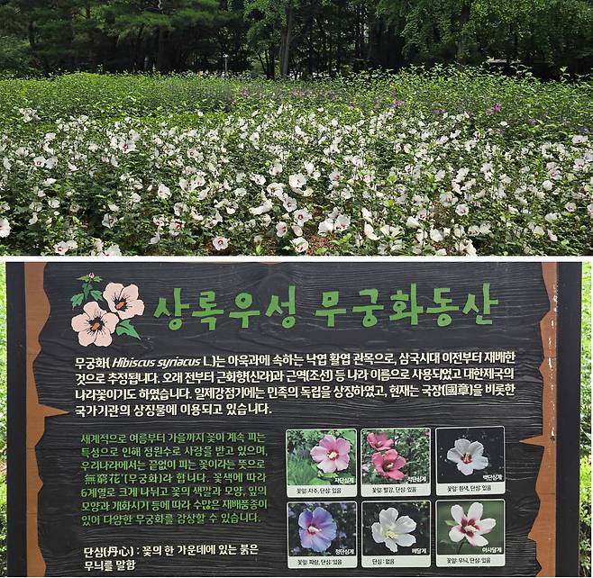 아파트 단지에 조성된 무궁화동산 안내판엔 무궁화에 대한 설명이 적혀있다. 사실 조 변호사는 조선 시대 식물 연구서인 『조선식물향명집』의 주해서 『한국 식물 이름의 유래』를 펴낼 정도로 우리 꽃에 해박하다.