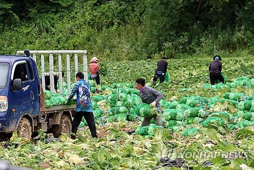 고랭지 배추 수확 (평창=연합뉴스) 유형재 기자 = 장마와 폭염이 계속되는 가운데 29일 강원 평창군 대관령 고랭지 배추밭에서 외국인 노동자들이 배추 수확을 하느라 바쁜 모습이다. 2024.7.29 
    yoo21@yna.co.kr
(끝)