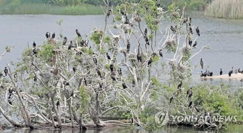 민물가마우지 배설물에 소양강 버드나무 군락 고사 위기. [촬영 이상학]