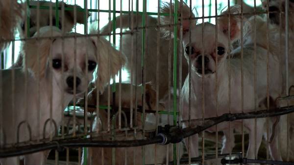 지난달 10일, 전라도 함평에서 동물구조단체 코리안독스, 도로시지켜줄개가 무허가 번식장을 적발해 모견 66마리를 구조했다(아래). 해당 번식장은 동물보호법상 금지된 뜬장을 30년 동안 운영, 수천 마리의 품종견을 판매한 것으로 확인됐다. 위 사진은 동물보호법상 금지된 뜬장에서 평생을 지낸 번식견들의 모습.