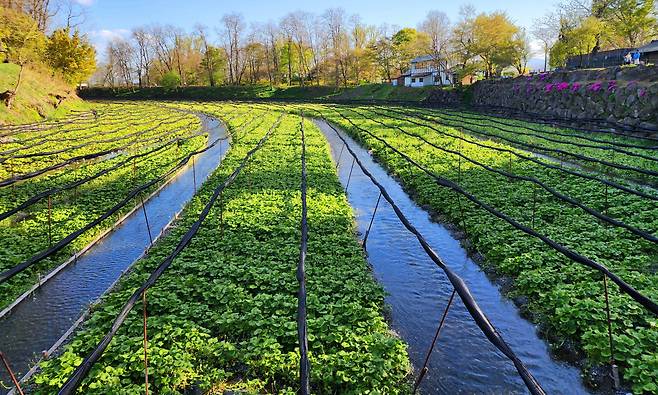나가노 대왕와사비농장