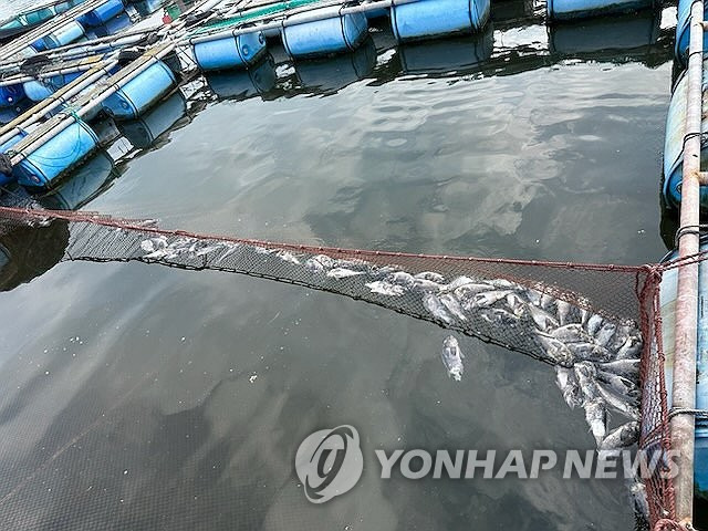 '고수온' 천수만서 물고기 폐사 지난 5일 오전 천수만 한 양식장에서 폐사한 우럭(조피볼락)이 수면 위에 떠 있는 모습 [독자 제공. 재판매 및 DB 금지]