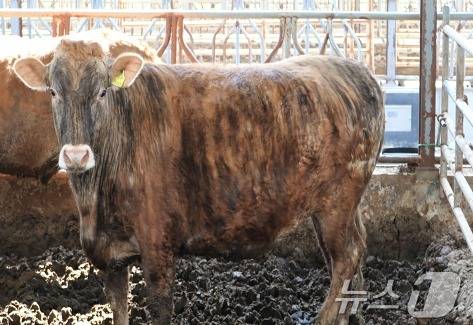 칡소. (강원도 제공) 2024.8.11/뉴스1