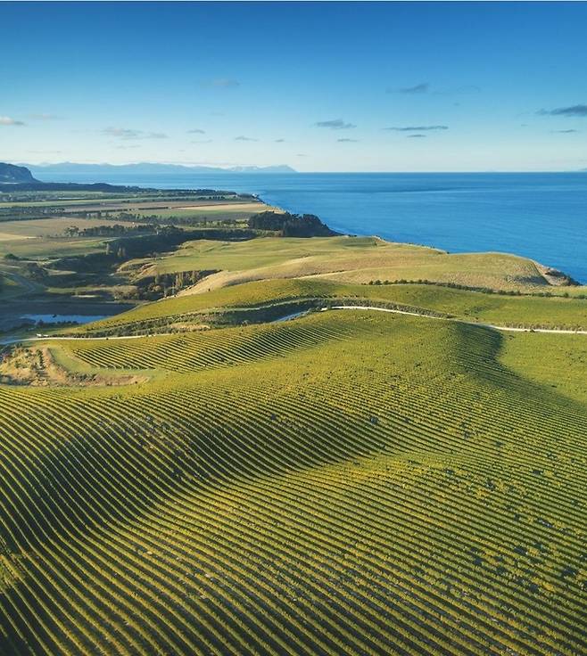 옐랜드 시뷰 포도밭.