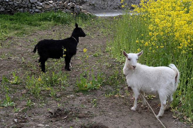 허술한 끈을 목에 걸고 방목된 염소의 삶은 인간이 생각하는 것처럼 평화로울까? ⓒ시사IN 포토