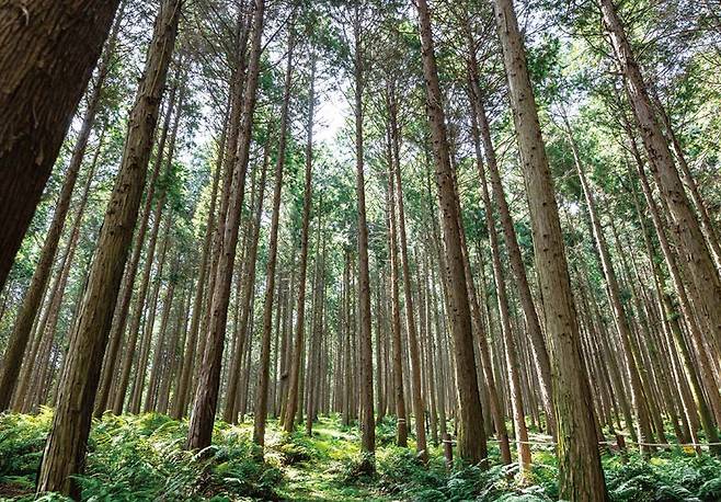 경남 사천시 실안동 사천케이블카 자연휴양림의 편백나무들. 연탄공장을 운영하던 산주가 가꾼 개인 숲이었던 이곳을 사천시가 매입해 2021년 8월 개장하면서 올해까지 약 25만 명이 찾는 관광명소로 거듭났다. 사천시 제공