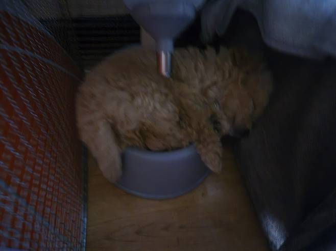 20240714_023357.jpg 데려온지 한달된 멍뭉이 근황!