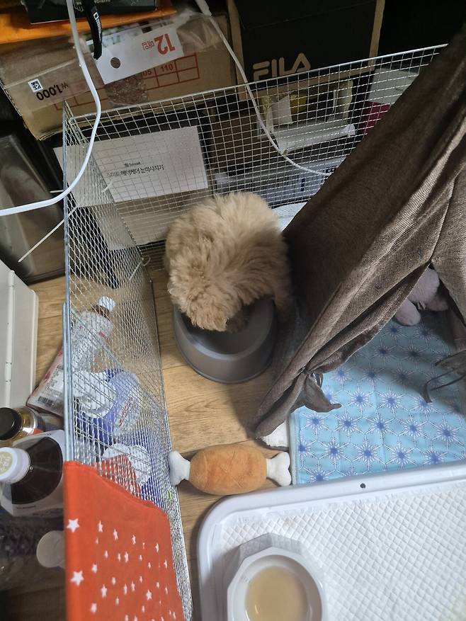 20240731_142025.jpg 데려온지 한달된 멍뭉이 근황!