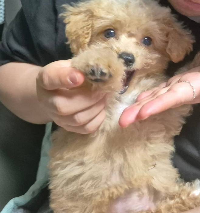 1723025392895.jpg 데려온지 한달된 멍뭉이 근황!