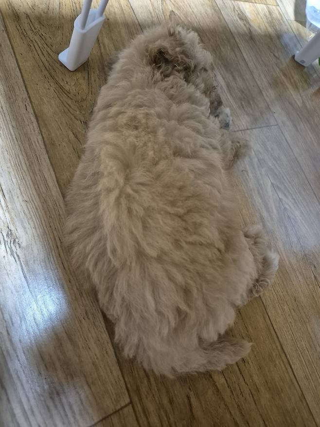 20240718_194446.jpg 데려온지 한달된 멍뭉이 근황!