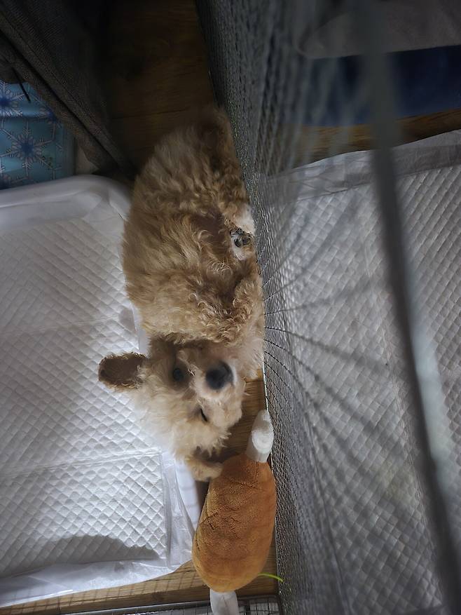 20240724_124513.jpg 데려온지 한달된 멍뭉이 근황!