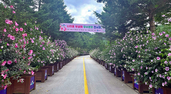 충북 청주 미동산수목원 분화전시회를 통해 선보이는 무궁화. [사진=산림청]