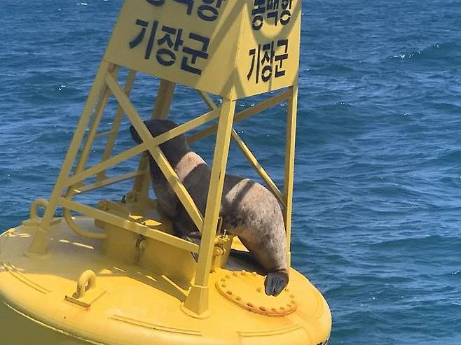 [울산=뉴시스] 박수지 기자 = 12일 멸종위기 야생동물인 큰바다사자가 바다 위에 떠있는 등부표에 갇혔있다. (사진=울산해경 제공) 2024.08.12. photo@newsis.com *재판매 및 DB 금지