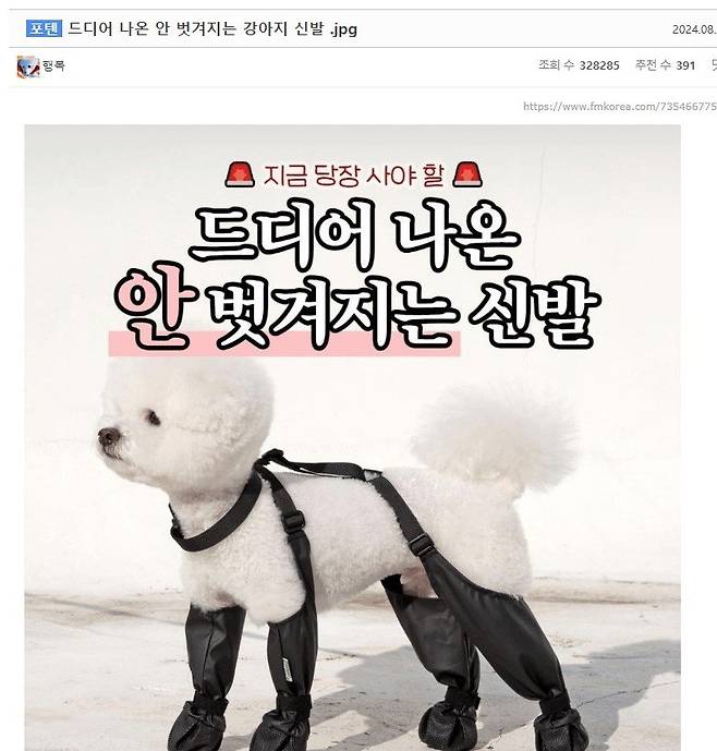 포텐.jpg 본인등판 포텐간 강아지 신발 모델 데려옴