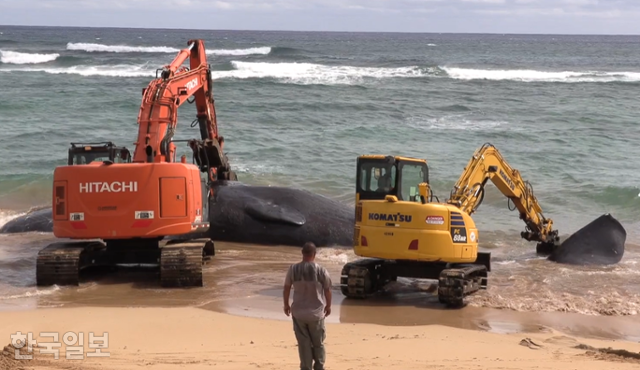 몸길이가 17m에 달하는 거대한 수컷 향유고래 한 마리가 2023년 1월 27일 카우아이 해안에 죽은 채 밀려왔다. 굴삭기 몇 대가 동원돼야 할 만큼 무거웠다. 부검을 맡은 하와이대 고래 좌초 연구소 연구팀은 바이러스 탓에 죽었을 것으로 추정했지만 배를 갈라보니 전혀 다른 이유가 발견됐다. 미국해양대기청