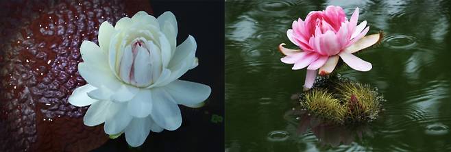 세미원 빅토리아 수련의 만개 모습이 자연의 경이로움을 선보이고 있다. /사진제공=양평군