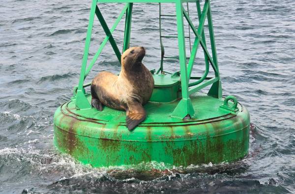 멸종위기 야생생물2급인 큰바다사자가 13일 울산시 울주군 앞바다 부표 위에 앉아서 휴식을 취하고 있다. 최근 울산 울주군 앞바다에는 큰바다사자 외에도 큰부리도요와 큰뒷부리도요 등 국제적 보호조류와 멸종위기 야생상물이 잇따라 발견되고 있다. 울산해양경찰서 제공