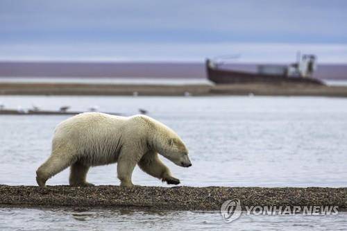 지구온난화로 터전 잃은 북극곰  [EPA=연합뉴스 자료사진. 재판매 및 DB 금지=