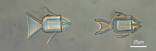 몸 속에서 약물을 전달하는 나노로봇 - 물고기 모양의 나노로봇은 pH 농도에 반응하는 물질로 이뤄져 있다. 농도가 낮아지면 입을 벌려 표적 암세포에 필요한 약물을 전달한다. ACS Publications 제공