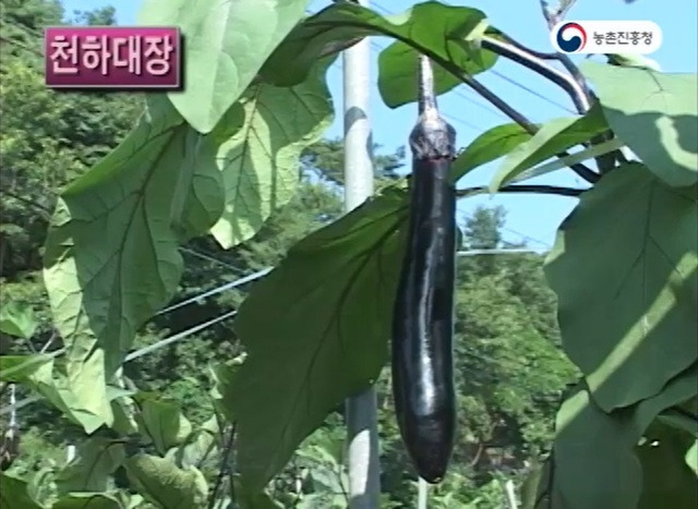 ‘천하대장’ 가지. 농촌진흥청