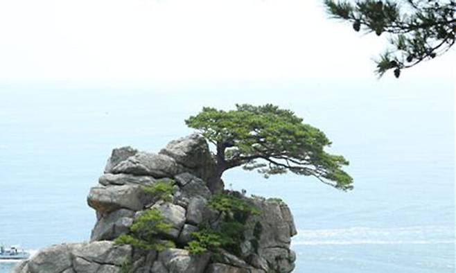 강원 양양군 하조대 소나무.