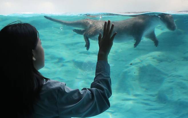 12일 오후 서울 광진구 능동로 서울어린이대공원 수달관에서 관람객이 천연기념물인 수달을 바라보고 있다./뉴스1