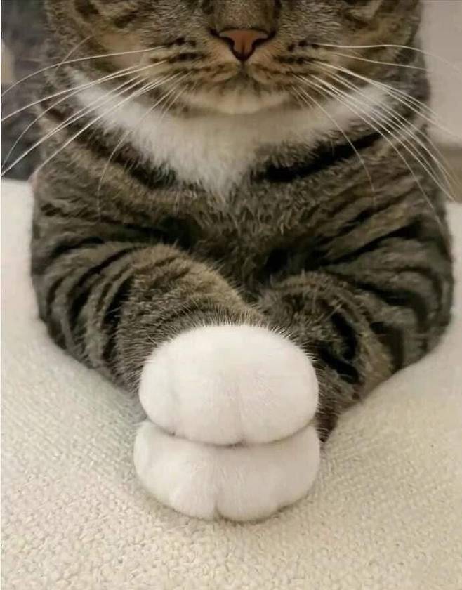 IMG_6211.jpeg 도라에몽 주먹냥이.jpg