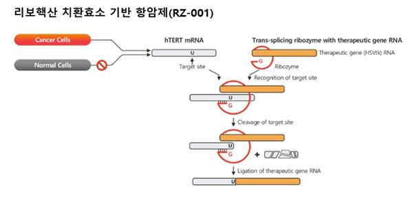 RZ-001 [알지노믹스 제공. 재판매 및 DB 금지]