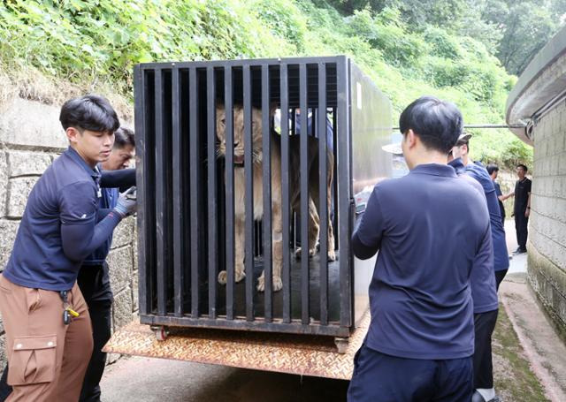 '갈비사자'로 알려진 바람이의 딸 사자가 20일 오후 청주동물원 격리방사장으로 이송되고 있다. 생후 7년 된 이 암사자는 적응훈련을 거쳐 내년 3월쯤 아버지인 바람이와 합사될 예정이다. 청주동물원 제공