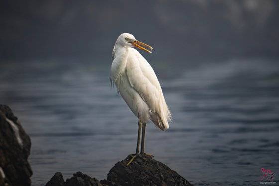 울산에서 관찰된 노랑부리백로. 울산시(조현표 울산새 통신원 제공)