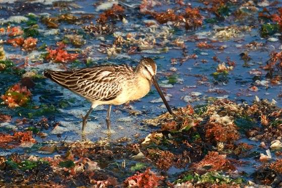 울산에서 관찰된 큰부리도요. 울산시(시민생물학자 윤기득 작가 제공)