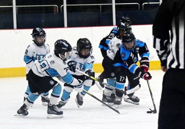 ▲ 19일 춘천송암스포츠타운 빙상장에서 열린 2024 전국유소년 아이스하키대회 초등 저학년부 춘천타이거즈와 와이번즈 경기에서 양팀 선수들이 퍽 경합을 벌이고 있다.  김정호