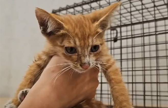 동서고가도로에서 극적으로 구조된 '럭키'. 유튜브 '고양이 탐정 옥탐정TV' 캡처