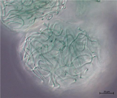 2-메틸이소보르네올을 생성하는 토양 남조류 노스톡 속 HNIBRCY4 현미경 사진. [국립호남권생물자원관 제공. 재판매 및 DB 금지]
