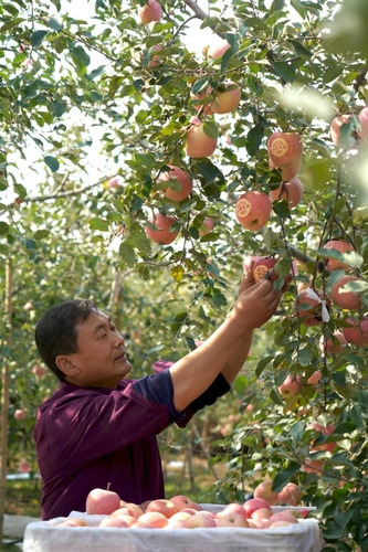 Farmers picking apples