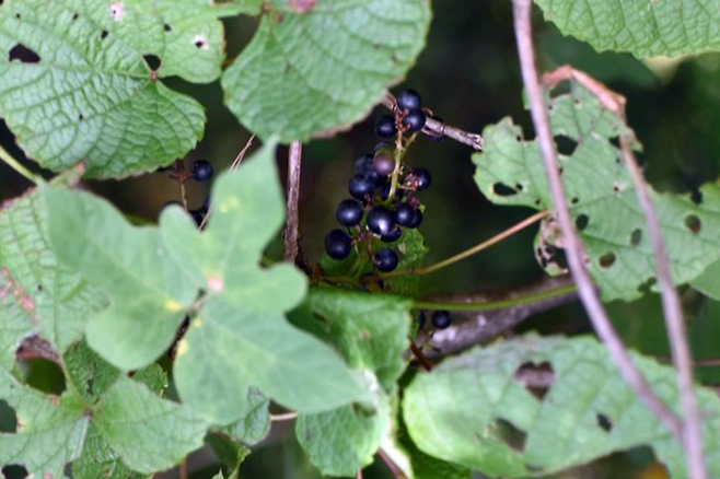 최근 국립백두대간수목원이 유전체 정보를 해독한 포도속 왕머루(Vitis amurensis Rupr). 한국수목원정원관리원