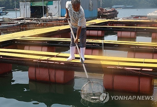 경남 통영시 한 양식장에서 어민이 폐사한 어류를 건져내고 있다./연합뉴스 제공/