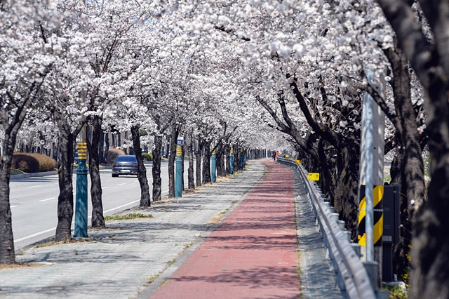 벚꽃이 만개한 영주 서원로 가로수길 모습/사진제공=경북 영주시