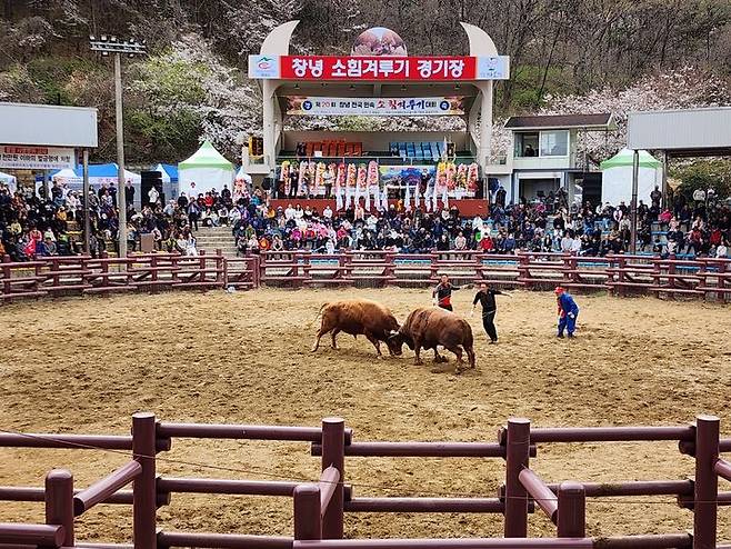 [창녕=뉴시스] 안지율 기자 = 9월7일부터 8일까지 창녕소힘겨루기경기장에서 제25회 창녕 전국 상설 민속소힘겨루기대회를 개최한다. (사진=창녕군 제공) 2024.08.21. photo@newsis.com *재판매 및 DB 금지