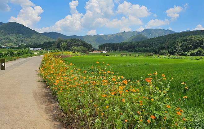 [밀양=뉴시스] 안지율 기자 = 명품 밀양아리나 둘레길 코스모스길. (사진=밀양시 제공) 2024.08.21. photo@newsis.com *재판매 및 DB 금지