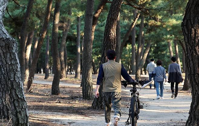 해안가 송림을 맨발로 걷고 있는 시민. 연합뉴스