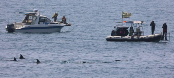 제주돌고래긴급구조단이 지난 6월 제주 남방큰돌고래 활동을 모니터링하고 있다. 제주돌고래긴급구조단 제공