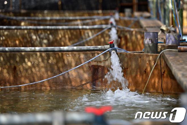 고수온 피해가 발생한 경북 포항시 남구 구룡포 육상양식장에 해수가 공급되고 있다.(뉴스1 자료사진) ⓒ News1 최창호 기자