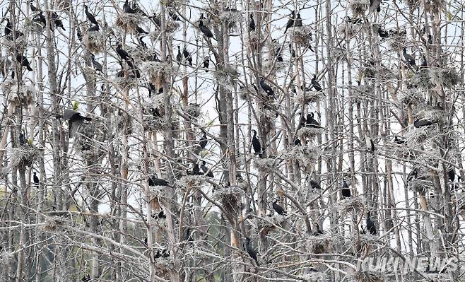 민물 가마우지 관련 공식 통계나 연구는 1999년 269마리였던 개체수가 20년 만에 100배 가까이 늘었다는 환경부 국내조류동시센서스 정도가 전부이다. 환경부는 대략 가마우지 국내 개체수가 3만마리 정도로 예상하지만 상위포식자가 없고 매년 3∼4마리의 새끼를 낳는데다가 2차 3차 번식도 가능해 그 숫자는 가늠하기 어렵다.