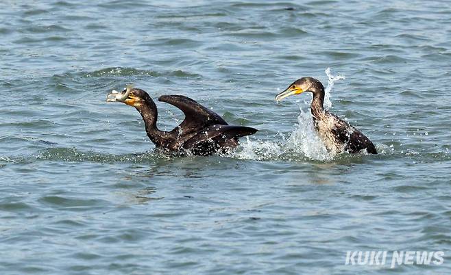 물고기 사냥에 실패한 어린 가마우지가 어미가 잡은 물고기를 물끄러미 바라보고 있다. 가마우지의 물갈퀴 달린 다리는 다른 새들보다 훨씬 엉덩이 뒤쪽에 있어 물속에 빠르게 잠수가 가능하다.
