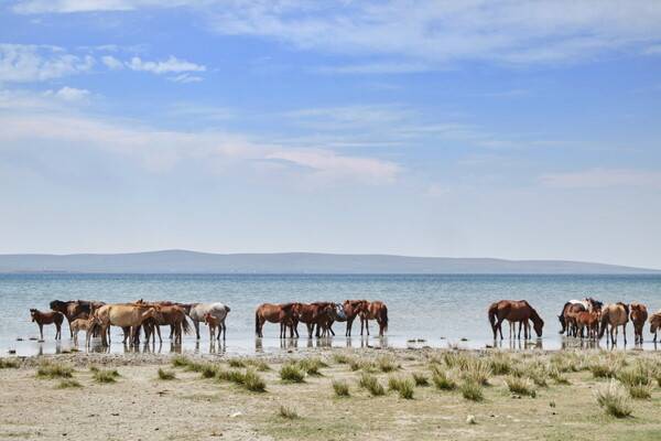 몽골이 인기 여행지로 자리 잡는 모양새다. 주요 여행사들의 몽골여행 여름 수요가 작년보다 증가했고, 티웨이항공 여객수 또한 작년대비 20% 늘었다. 사진은 몽골 어기호수 / 여행신문 CB